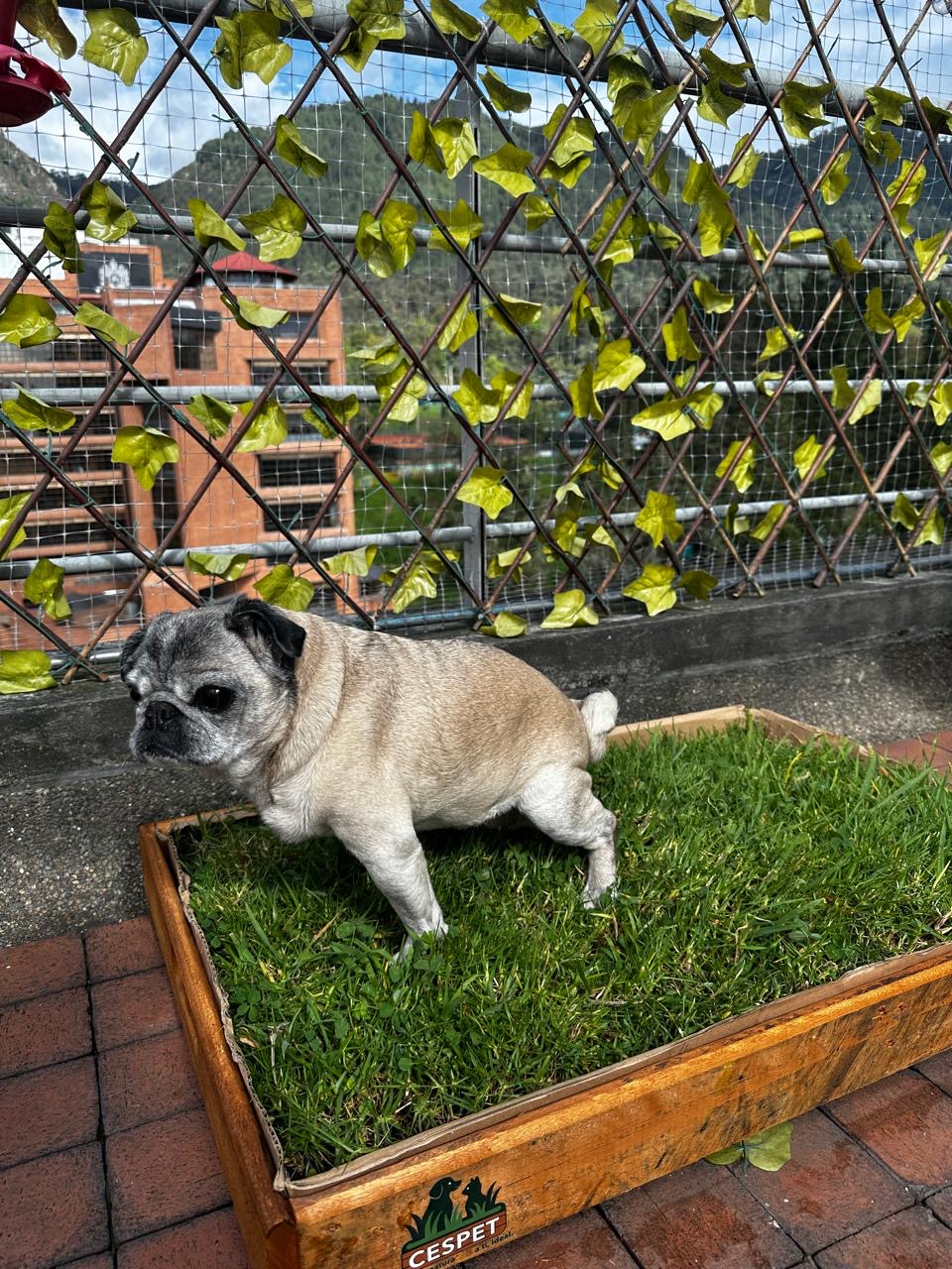 Mascota usando CesPet 1