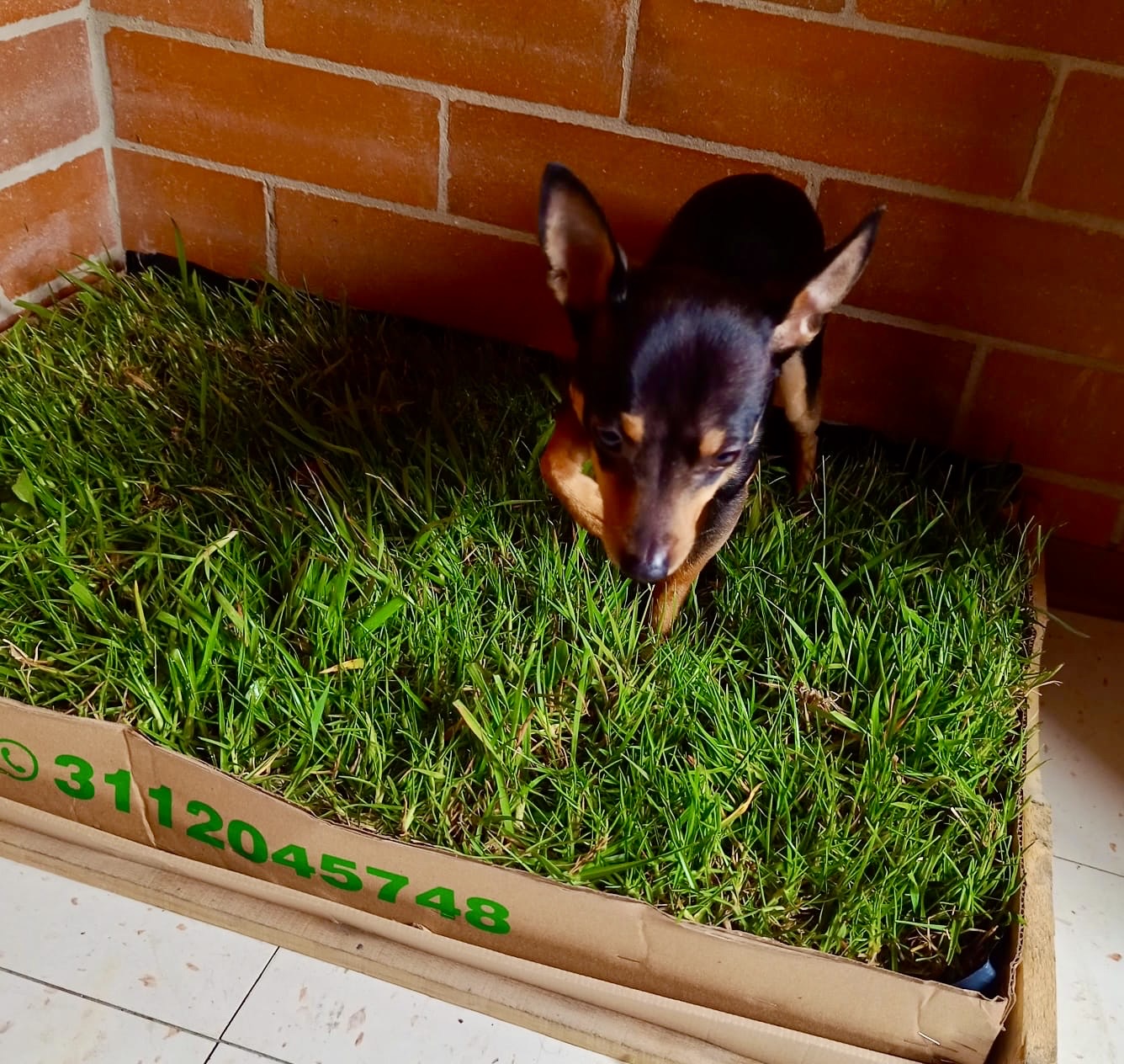 Mascota usando CesPet 5