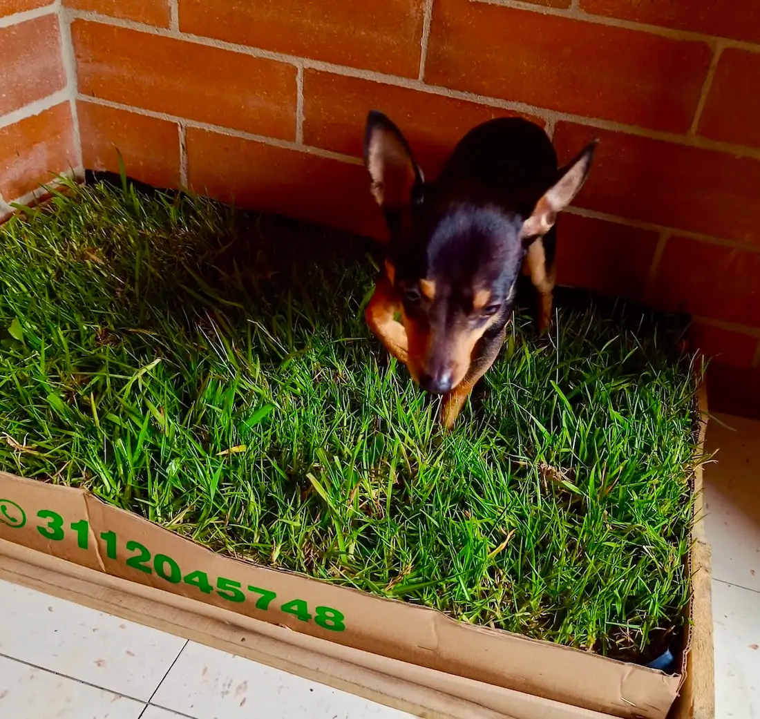 Mascota usando CesPet 5