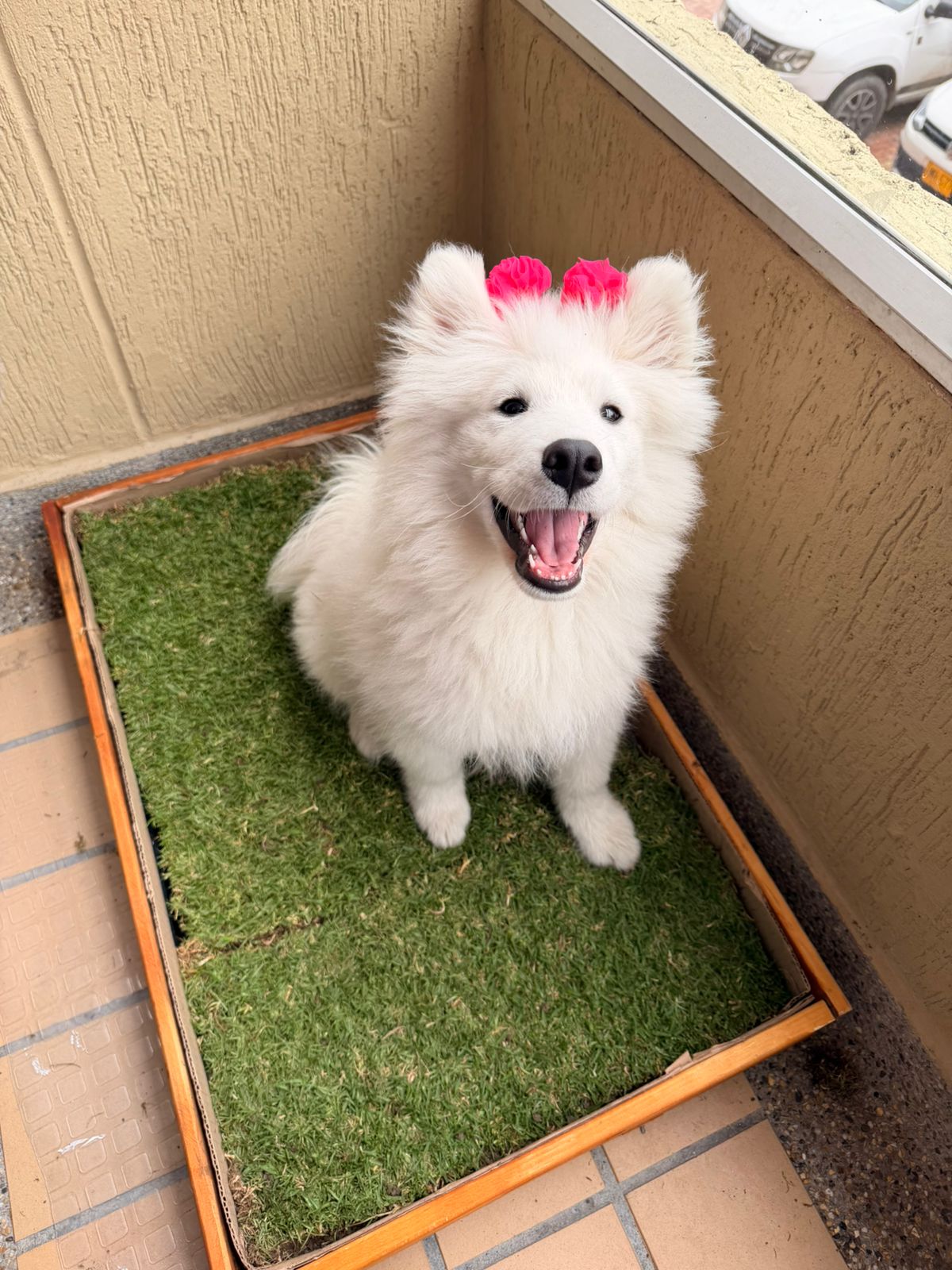 Mascota usando CesPet 6