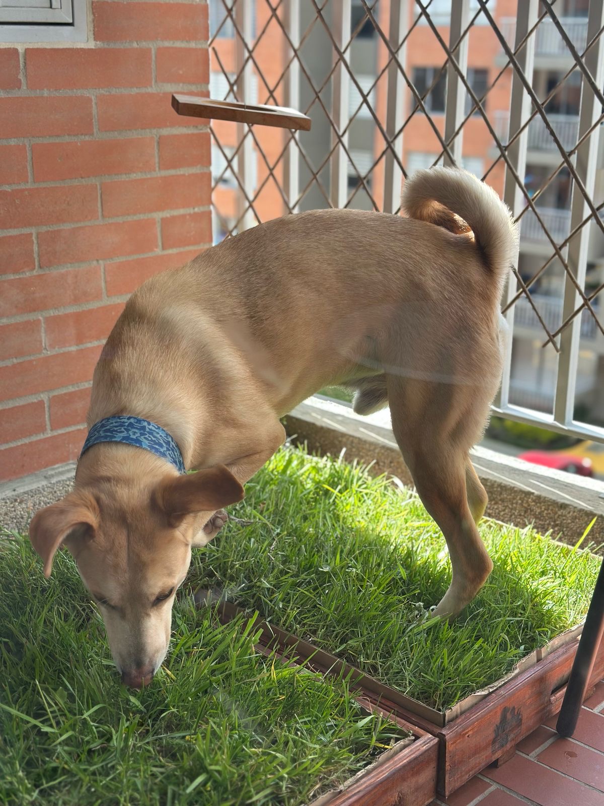 Mascota usando CesPet 7